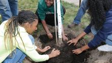 students surround a newly planted tree