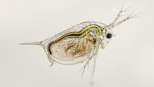 Daphnia, or water fleas, such as this are found in lakes and ponds across the world. Because of their pivotal position in food webs, daphnia are widely utilized as an indicator species to assess the response of ecosystems to environmental change.