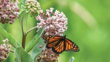 A monarch butterfly perches on milkweed.