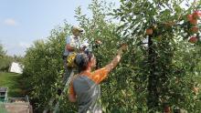 Picking apples at Blue Roof Orchard in Belmont, Wisconsin. Photo by Blue Roof Orchard