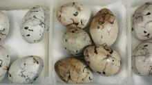 Thanks to an extraordinary gift of animal and archeological specimens by prominent ornithologist Carl Richter in 1974, which included over 10,000 sets of bird eggs, the Richter Museum now holds one of the largest egg collections in North America. Photo by Daniel Meinhardt All photos: Richter Museum