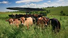 Driftless Area farmer Vince Hundt's pasture-grazed cows gather under Shade Haven.