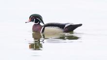 Male Wood Duck, Lake Mendota in Madison, Wisconsin. Photo by Dexter Patterson