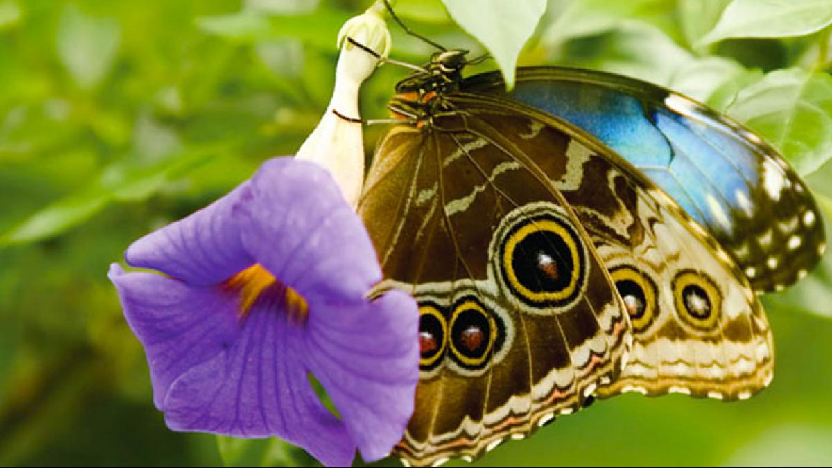 Among the largest butterflies in the world, the blue morpho is severely threatened by deforestation of tropical forests and habitat fragmentation. Yet these and other tropical butterflies may hold the key to discovering pharmaceuticals that will benefit humankind.