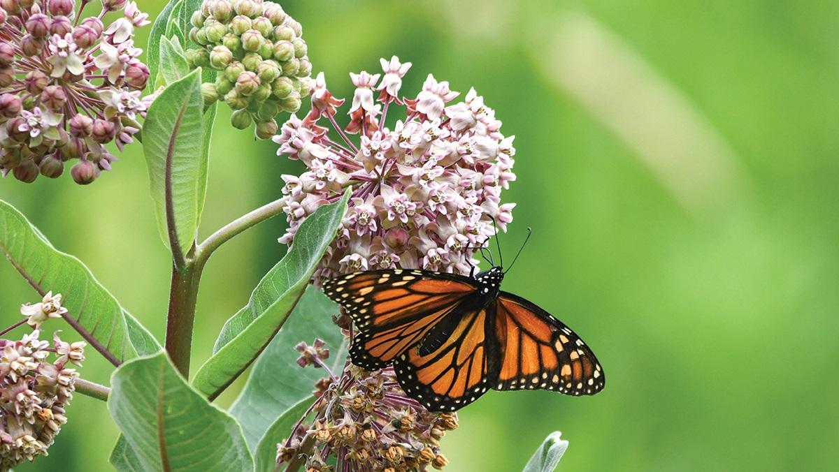 A monarch butterfly perches on milkweed.