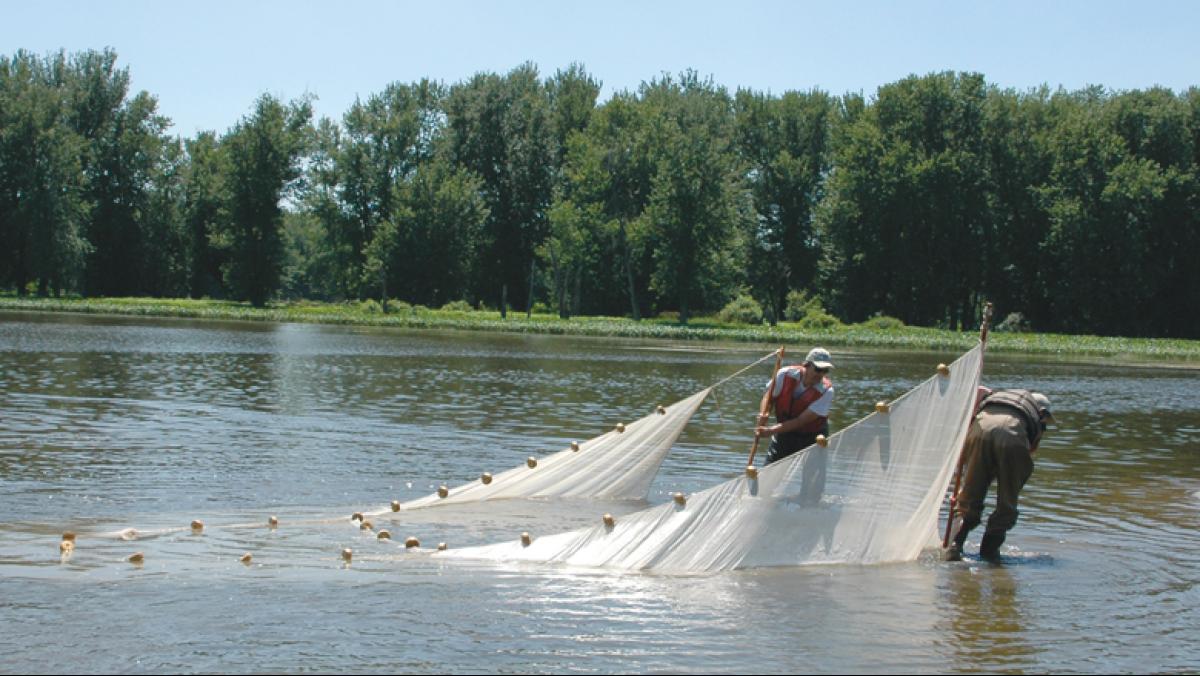 John D. Lyons and his son, Eric, seining a Mississippi River backwater near Cassville for Asian carp in 2007.