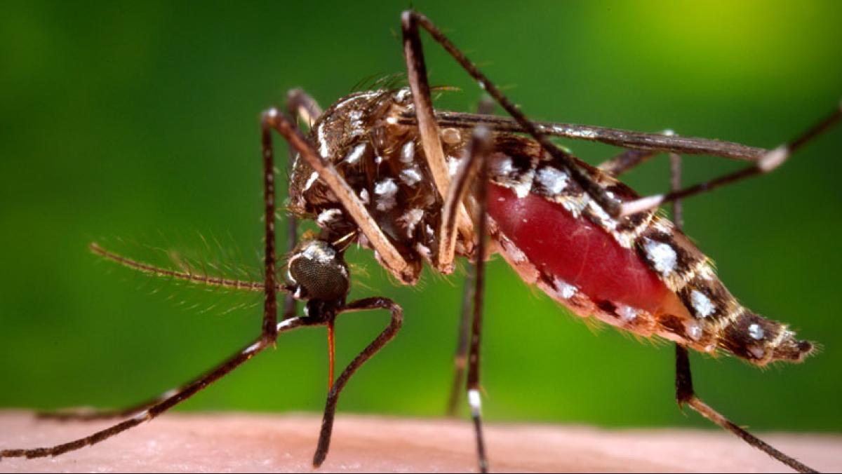 A female Aedes aegypti mosquito in the process of acquiring a blood meal from a human host. Photo credit: James Gathany/Centers for Disease Control and Prevention