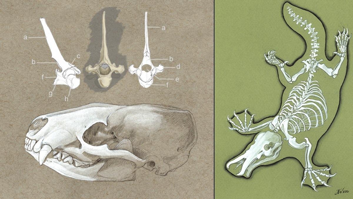 Two drawings of animal bones side by side