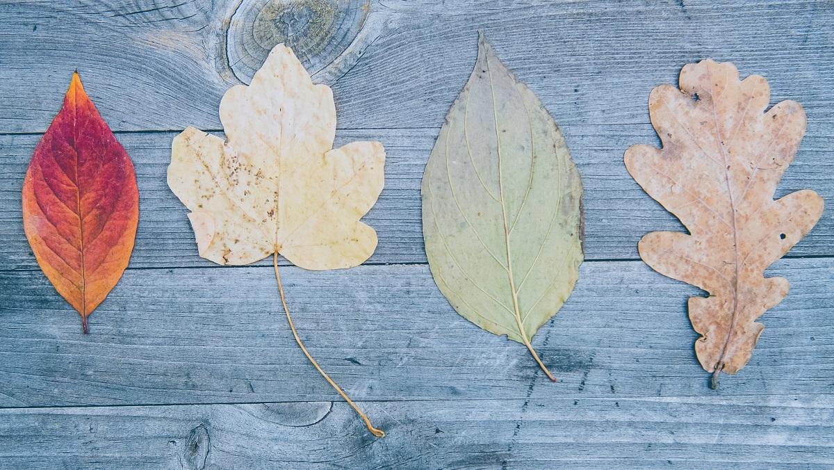 leaves of different types and colors in a row