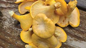 Chanterelle mushrooms on a table outdoors