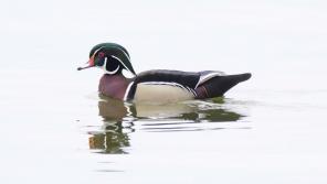 Male Wood Duck, Lake Mendota in Madison, Wisconsin. Photo by Dexter Patterson