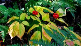 Wild ginseng plants in eastern Iowa County. Wild-simulated plants sown from responsibly gathered seeds, lightly cultivated and sustainably harvested on long rotations in private woodlands, can help wild ginseng populations rebound from over harvesting and poaching. Photo by Jerry Davis.