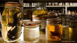 Specimens from UW-Madison Zoological Museum. Photo: Bryce Richter