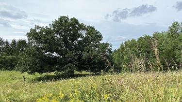 An oak opening, late August, in the Marlin Johnson Prairie in Waukesha County.