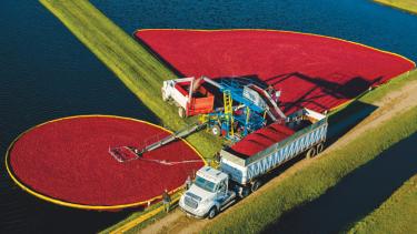 The town of Warrens in Monroe County, where these cranberries are being harvested, is the epicenter of cranberry production in Wisconsin. Every year the town celebrates the fall harvest with the Warrens Cranberry Festival, the largest cranberry-related arts and crafts festival in the United States. Photo courtesy of the Wisconsin State Cranberry Growers Association.