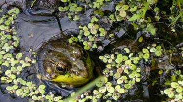 Frog and Duckweed, courtesy Monika Blazs