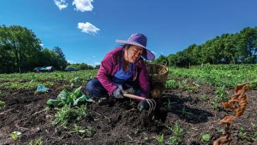 The Therapy Garden Westport Farm in Waunakee, a partnership between Groundwell Conservancy and the Southeast Asian Healing Center, is a program for HMoob elders who are refugees and veterans of the Vietnam War. Photo by Ben Jones