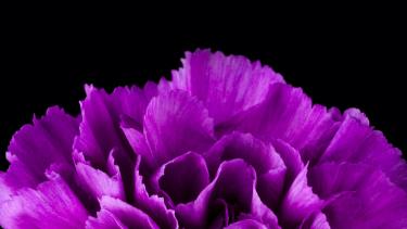 Closeup of purple carnation